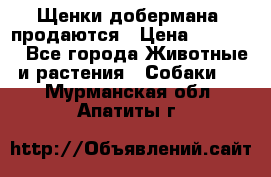 Щенки добермана  продаются › Цена ­ 45 000 - Все города Животные и растения » Собаки   . Мурманская обл.,Апатиты г.